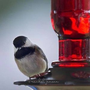 Meet your Posher, Rachel